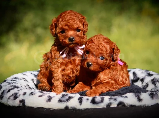 Bebek Gibi Bakımlı Oyuncu Toy Poodle Yavrular