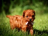 Bebek Gibi Bakımlı Oyuncu Toy Poodle Yavrular
