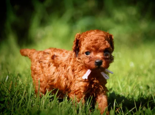 Bebek Gibi Bakımlı Oyuncu Toy Poodle Yavrular görsel