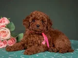 Evinizin Neşesi Minik Toy Poodle Bebekler