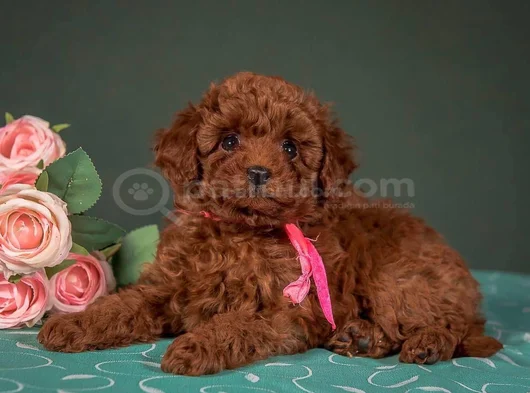 Evinizin Neşesi Minik Toy Poodle Bebekler görsel