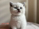 SAFKAN BRİTİSH SHORT HAİR BLUEPOİNT YAVRUMIZ