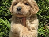 BabyFace Aşılı Golden Retriever Yavrularımız