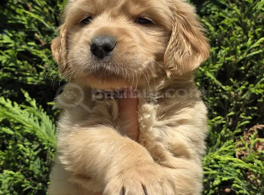 Babyface Aşılı Golden Retriever Yavrularımız