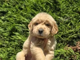 Babyface Aşılı Golden Retriever Yavrularımız