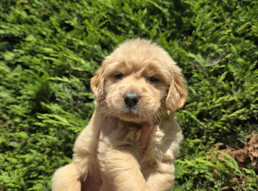 Babyface Aşılı Golden Retriever Yavrularımız görsel