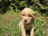 Babyface Aşılı Golden Retriever Yavrularımız