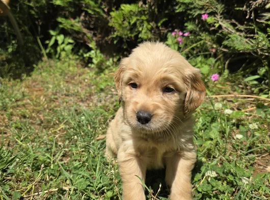 Babyface Aşılı Golden Retriever Yavrularımız görsel