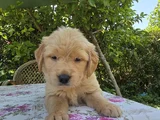 Babyface Aşılı Golden Retriever Yavrularımız