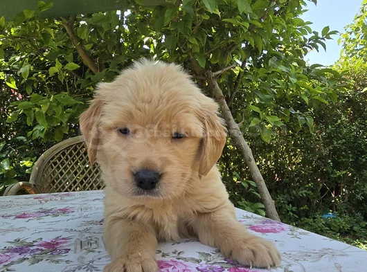 Babyface Aşılı Golden Retriever Yavrularımız görsel