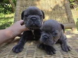 Blue French Bulldog Yavrular İstanbulda Tek Sizlerle