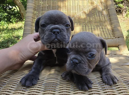 Blue French Bulldog Yavrular İstanbulda Tek Sizlerle görsel