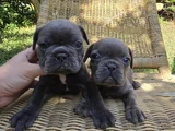 Blue French Bulldog Yavrular İstanbulda Tek Sizlerle