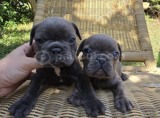 Blue French Bulldog Yavrular İstanbulda Tek Sizlerle görsel