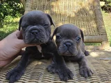 Blue French Bulldog Yavrular İstanbulda Tek Sizlerle