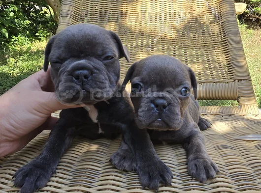 Blue French Bulldog Yavrular İstanbulda Tek Sizlerle görsel