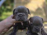 Blue French Bulldog Yavrular İstanbulda tek sizlerle
