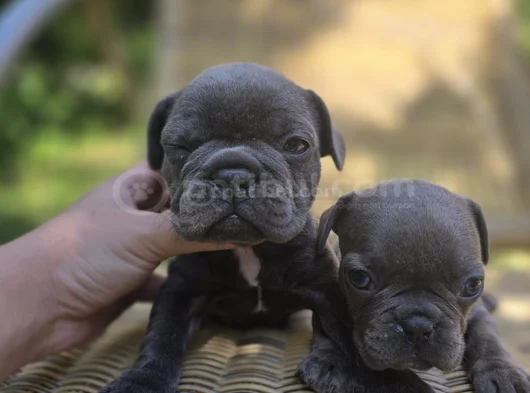 Blue French Bulldog Yavrular İstanbulda Tek Sizlerle