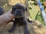Blue French Bulldog Yavrular İstanbulda Tek Sizlerle