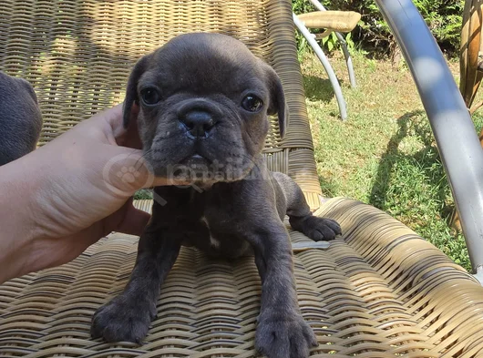 Blue French Bulldog Yavrular İstanbulda Tek Sizlerle görsel