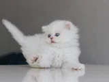 British Longhair Yavrularımıza Yuva Arıyoruz