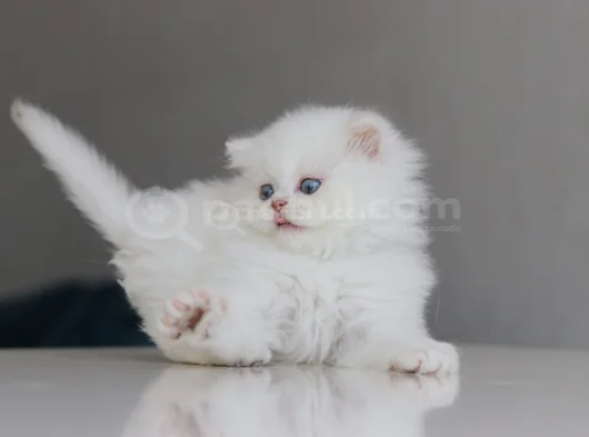 British Longhair Yavrularımıza Yuva Arıyoruz görsel
