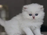 British Longhair Yavrularımıza Yuva Arıyoruz