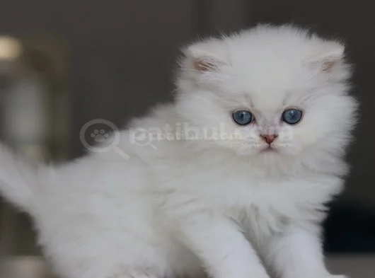 British Longhair Yavrularımıza Yuva Arıyoruz görsel