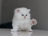 British longhair yavrularımıza yuva arıyoruz