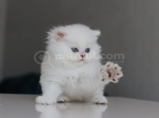 British Longhair Yavrularımıza Yuva Arıyoruz