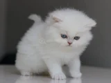 British Longhair Yavrularımıza Yuva Arıyoruz