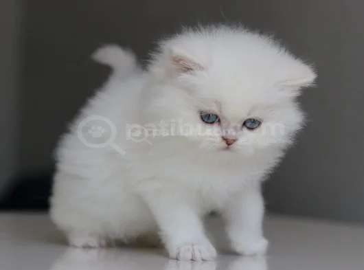 British Longhair Yavrularımıza Yuva Arıyoruz görsel