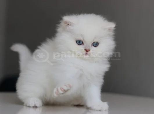 British Longhair Yavrularımıza Yuva Arıyoruz görsel
