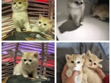 ANNE VE BABA SECERELİ GOLDEN KEDİLER