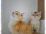 Göz kamaştırıcı Golden bebekler