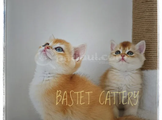 Göz Kamaştırıcı Golden Bebekler