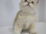Göz Kamaştırıcı Golden Bebekler