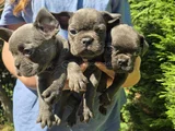 Mavi Gözlü Blue Buldog Yavrularımız