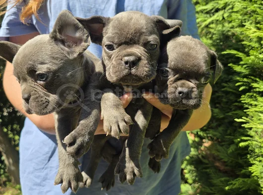 Mavi Gözlü Blue Buldog Yavrularımız görsel
