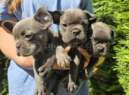 Mavi Gözlü Blue Buldog Yavrularımız görsel