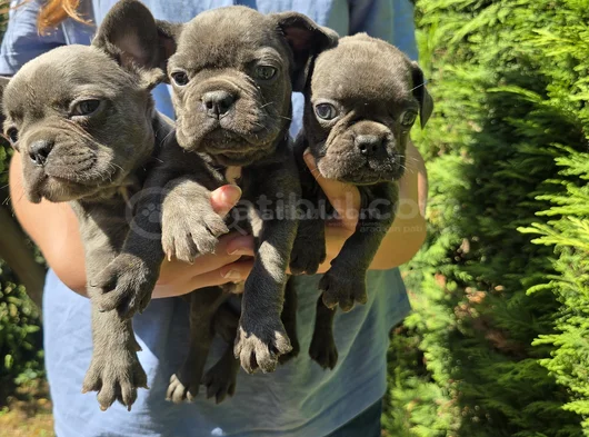 Mavi Gözlü Blue Buldog Yavrularımız
