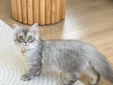 3 Aylık Chinchilla Yavru Kedi