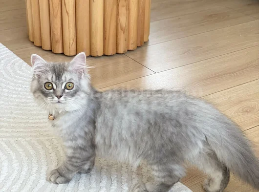3 Aylık Chinchilla Yavru Kedi görsel