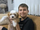 3 Aylik Malti̇poo Yeni̇ Yuvasini Ariyor - Herşeyi̇ Tam