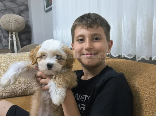 3 Aylik Malti̇poo Yeni̇ Yuvasini Ariyor - Herşeyi̇ Tam görsel