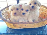 A kalite Maltese terrier yavrularımız