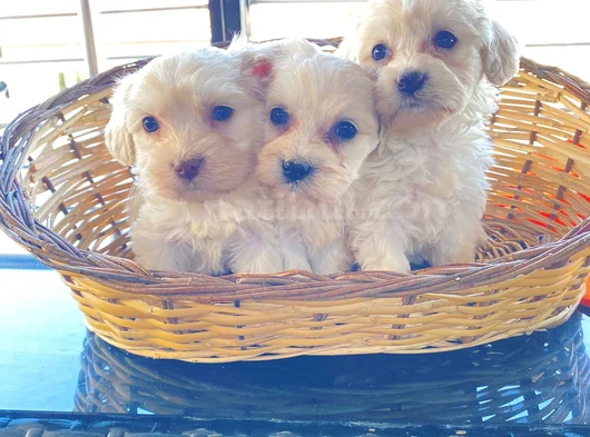 A Kalite Maltese Terrier Yavrularımız