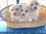 A Kalite Maltese Terrier Yavrularımız