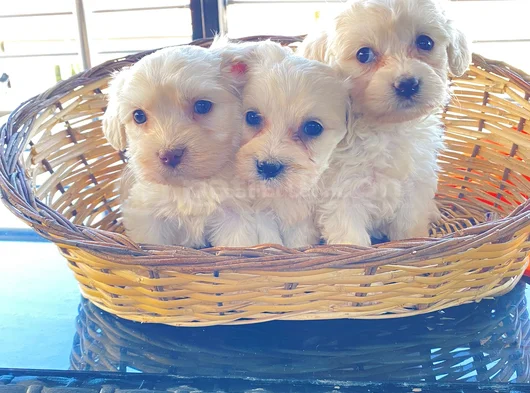 A Kalite Maltese Terrier Yavrularımız görsel