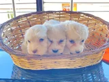 A Kalite Maltese Terrier Yavrularımız